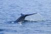 How a Groundbreaking Indigenous Treaty on Whales’ Rights Could Change National Laws