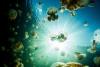 I spent years staring at the jellyfish lake on my screensaver. The reality was something else