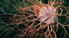 Special feature: The deep sea and the race to mine the abyss