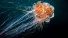 Nations to Discuss Future of Deep-Sea Mining Amid a Changing Policy Landscape