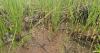 Stories Rooted in Nature: The tiny plant predator in Guam’s savanna