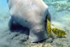 Drones aid dugong conservation as threats mount across their range