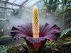 Flowering plants are losing major branches of their evolutionary history