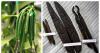 A Nampa company brings vanilla beans from around the world to southwest Idaho