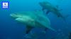 Shark cull and swimming ban to resume after fatal attack in New Caledonia