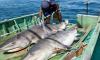 New Caledonia set to reintroduce shark culling after fatal attack