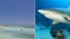Fatal shark attack prompts New Caledonia cull as environmental groups slam ‘knee-jerk reaction’