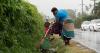 Dengue cases spark in March