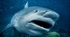 Windsurfing doctor, 55, mauled to death by shark as his family watched in terror