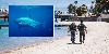 Windsurfer mauled to death by shark in horrific attack as body found in water