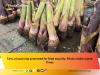 Palau families battle high costs for food security