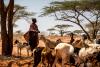 In a world searching for solutions to the interconnected climate, biodiversity, and land degradation crises, rangelands and pastoralists are part of the…