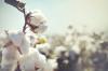 Forced Labor Remains Central to Turkmenistan’s Cotton Harvest