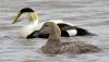 New Hampshire’s 2026–2027 Migratory Waterfowl Hunting Seasons Are Now Set