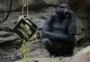 In a swap, Frankie, a 7-year-old gorilla, will come to Franklin Park Zoo from Pittsburgh, and Little Joe will move there
