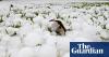 Weather tracker: hail covers parts of Tunisia and Algeria like snow