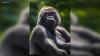 Boston's beloved gorilla Little Joe is headed to Pittsburgh