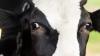 Farmer and vet supports launched to help manage TB outbreaks
