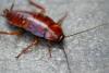 Cockroaches, flies, mold: The worst Phoenix restaurant inspections of June