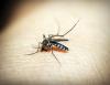 Climate change set to redraw Africa’s malaria map