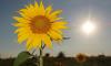 Weather & Traffic: Saturday 25 July: Hot sunshine