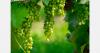 EU pesticide limits could boost domestic fresh produce production