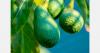 Moroccan avocado cultivation may shift as heat intensifies