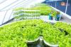 North Korea’s greenhouse farms stand empty of skills and supplies