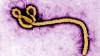 Congo opens more treatment centres after rare Ebola strain kills  120