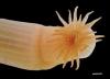 Scientists discover over 1,100 new marine species in landmark Ocean Census