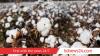 Scientists unravel cotton domestication history