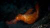 Meet ‘Snuffleupagus,’ a newfound fish sporting shaggy camouflage