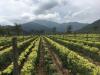 La industria semillera chilena impulsa una mayor competitividad e innovación agrícola