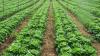 New Agri Academy Planned as Caribbean Food Fund Prepares First Loans