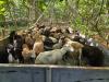 42 Diseased Animals Euthanised After Bust Of Illegal Livestock Smuggling Operation In Cedros