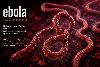 Epidemic of Ebola Disease caused by Bundibugyo virus in the Democratic Republic of the Congo and Uganda determined a public health emergency of international concern