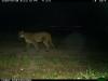 Light pollution reshapes predator-prey dynamics at California’s urban edge, study finds