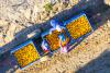 Opinion | Yet another hurdle for the South African citrus industry