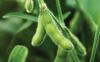 Panel discusses why U.S. soy is the sustainable choice for bio-based products 
