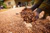 Brazil suspends cocoa bean imports from Ivory Coast