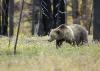 FWP Chief Says Montana is ready to Manage Grizzlies
