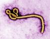 New Ebola outbreak confirmed in remote Congo province, with 65 deaths recorded