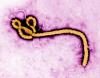 Rare Ebola strain may have killed 80 amid Congo vaccine gap