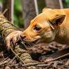 Research Reveals Wildlife Trade Increases Risk of Disease Transmission to Humans