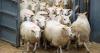 Huntly tops Scottish prime lambs whilst Cockermouth leads English trade