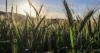 Tunisian researchers unlock “treasure trove” of genetic traits in heritage durum wheat