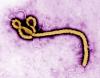 Ebola outbreak: WHO declares global health emergency in Congo, Uganda