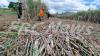 Low production affects FSC’s revenue