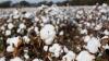 Scientists pinpoint where modern cotton was 1st domesticated