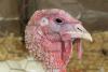 AMPV study could protect US poultry from disease